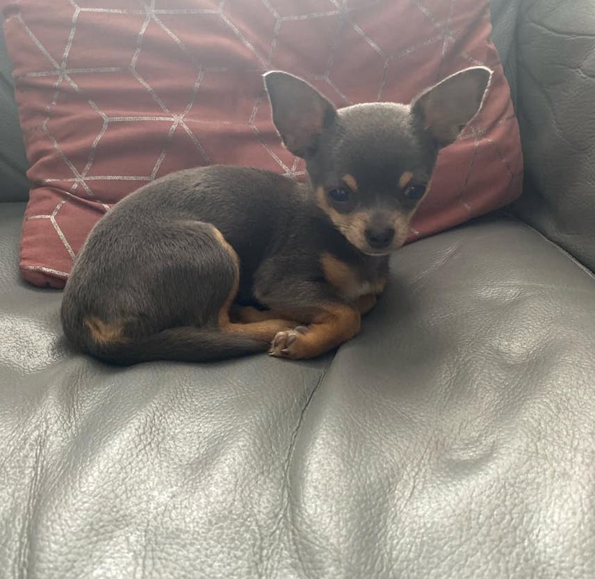 Chihuahua puppy is looking for her future home!