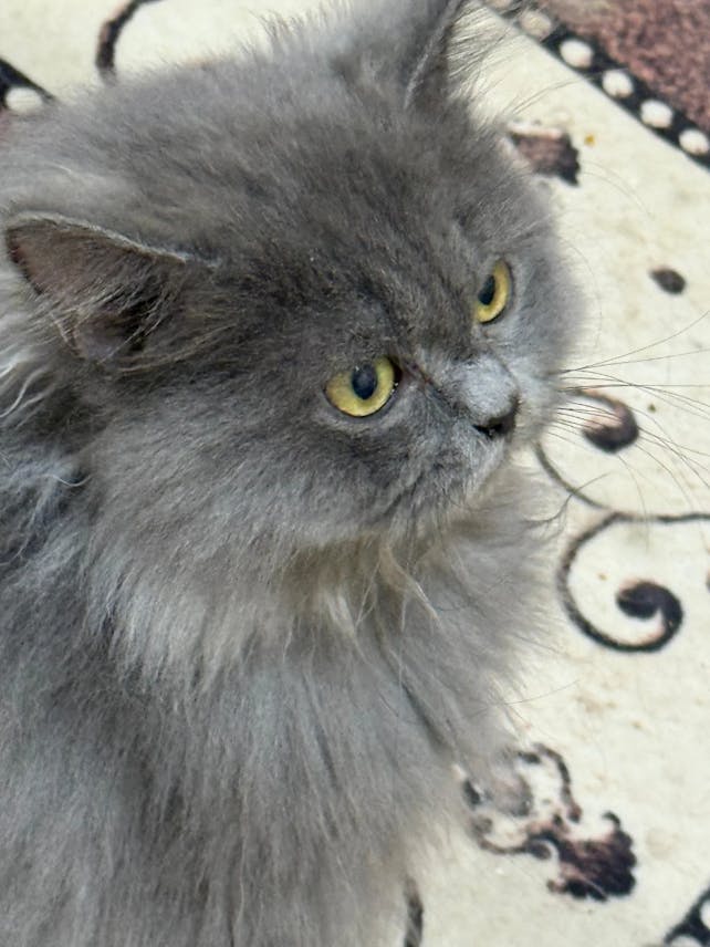 Scotch Fold Longhair Male Kitten – 3 Months Old