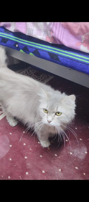 Cat for Adoption – Free of Charge