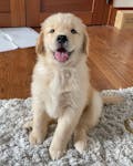 Golden retriever puppy image