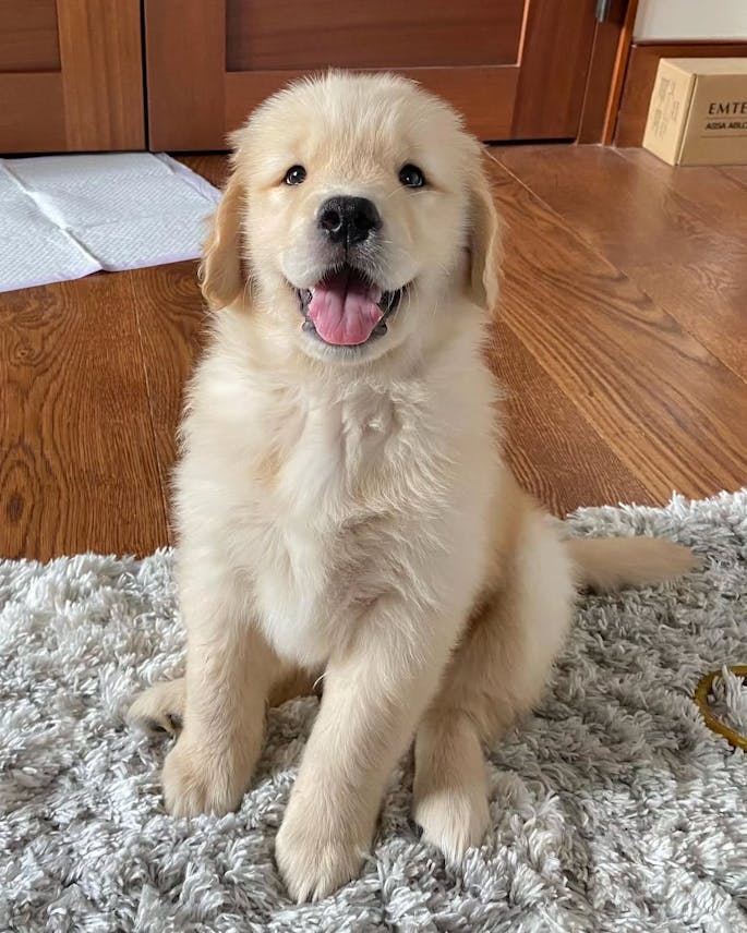 Golden retriever puppy