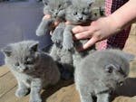 Well Socialized And Playful British Shorthair Kittens Ready image
