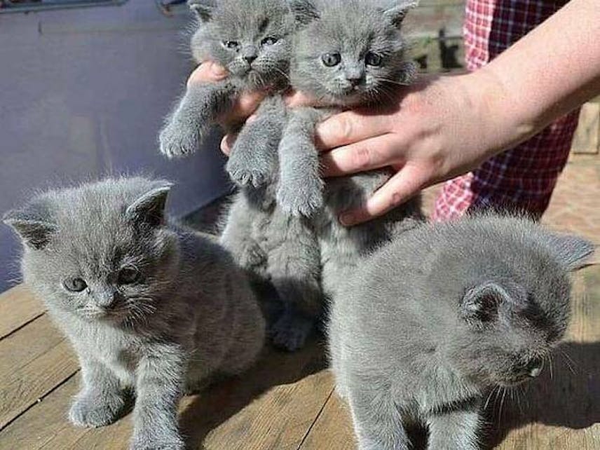 Well Socialized And Playful British Shorthair Kittens Ready