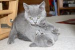 Well Socialized And Playful British Shorthair Kittens Ready image