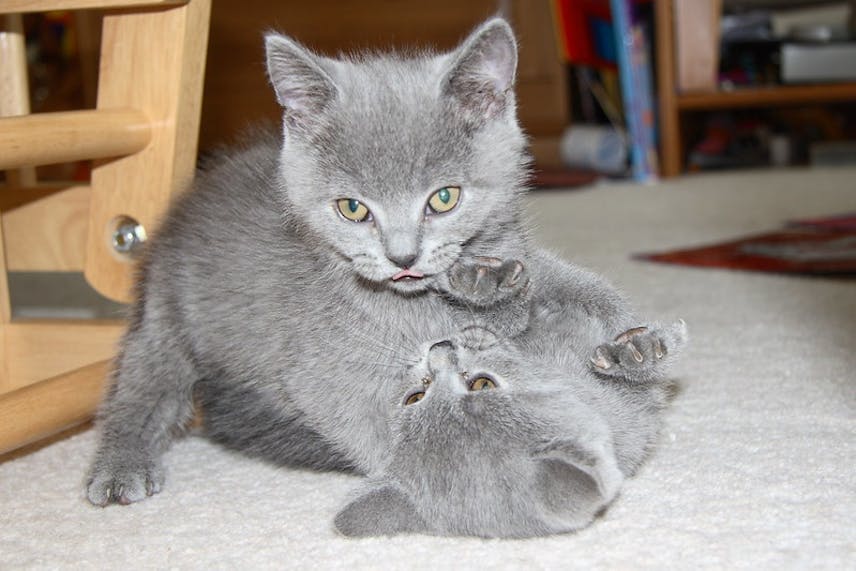 Well Socialized And Playful British Shorthair Kittens Ready