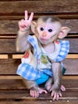 beautiful and adorable baby monkeys for adoption image