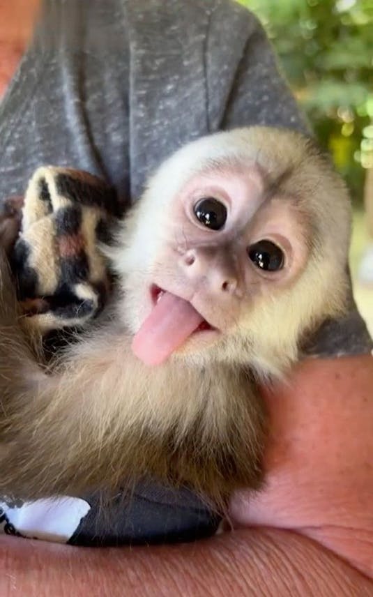 beautiful and adorable baby monkeys for adoption