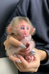 beautiful and adorable baby monkeys for adoption image