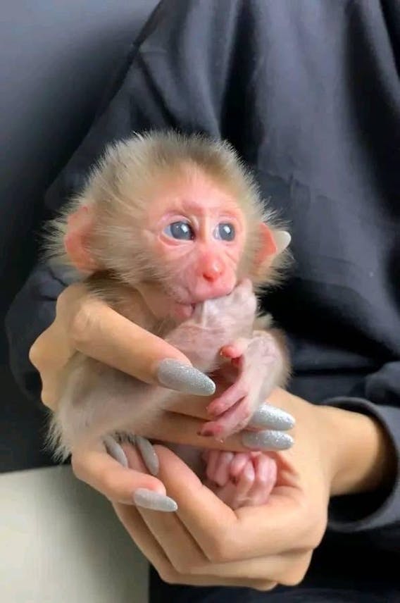 beautiful and adorable baby monkeys for adoption