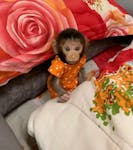 monkeys for adoption image