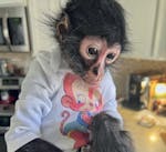 monkeys for adoption image