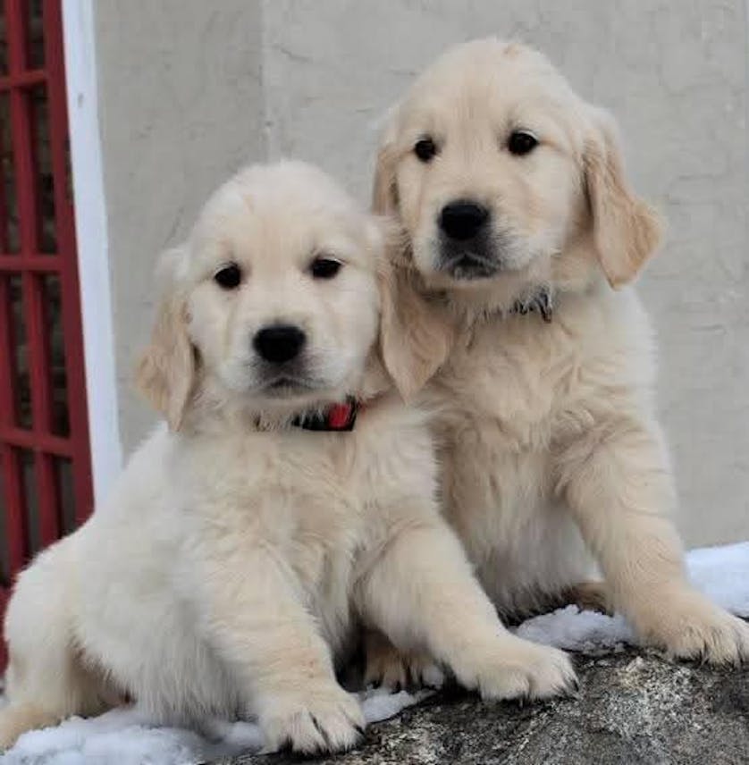 Golden Retriever puppies for adoption