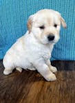 Golden Retriever puppies for adoption image