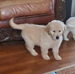 Golden Retriever puppies for adoption image