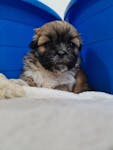 Pure Shihtzu available soon image