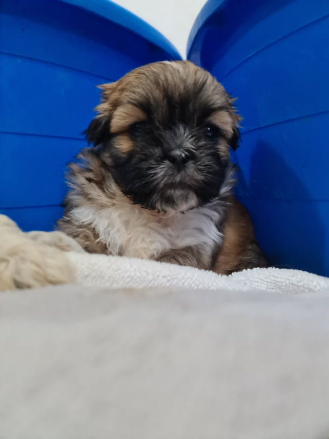 Pure Shihtzu available soon