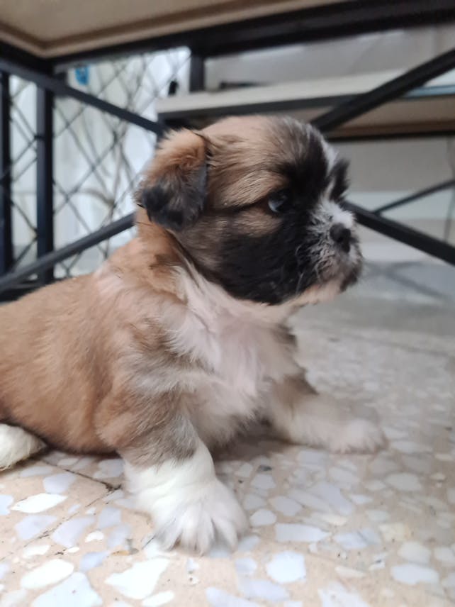 Pure Shihtzu available soon