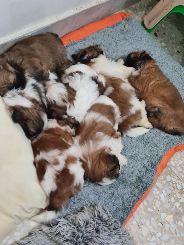 Pure Shihtzu available soon