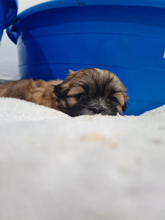Pure Shihtzu available soon
