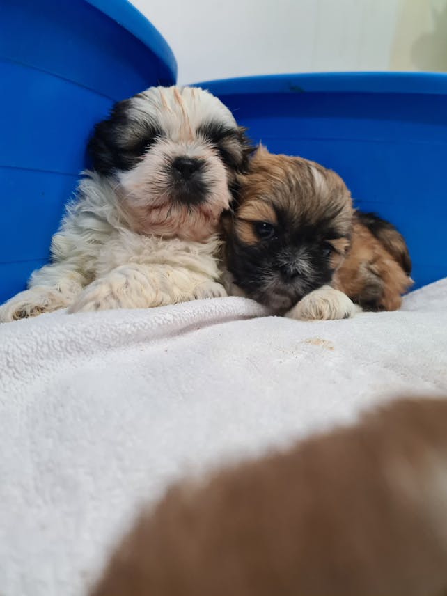 Pure Shihtzu available soon